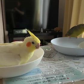 ぽーちゃんの水浴びの画像