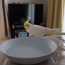 ぽーちゃんの水浴びの画像
