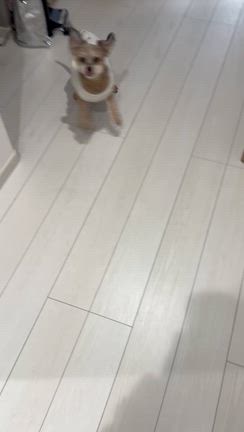 我慢できない女の記事動画