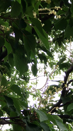 鳥の鳴き声をお届けしますの記事動画