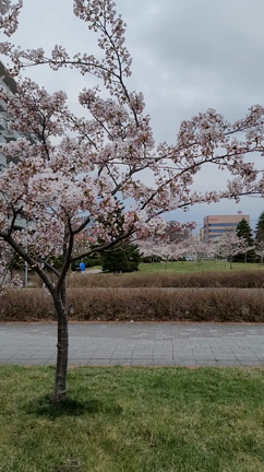 人生初の北海道旅行5日目は函館の散策...桜の咲く公園にての記事動画