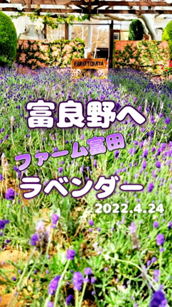 北海道旅行7日目は富良野へ...ファーム富田のラベンダーを見て来たよの記事動画