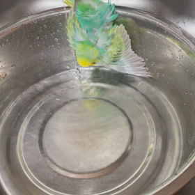 ラーさんの画像