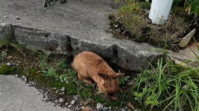 日進舘ウサギの記事動画