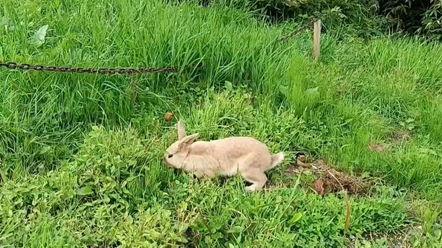 日進舘ウサギの記事動画