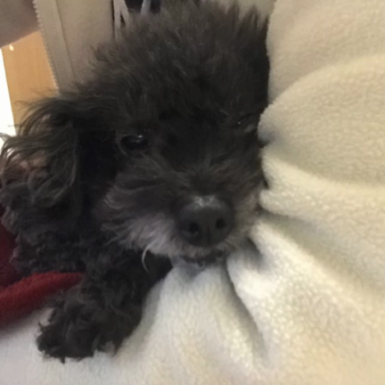 磁石犬の記事動画