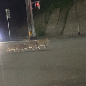 猪と遭遇の画像