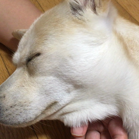 どうしても Sam が好き！の画像