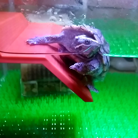 だんだん亀が飼いたくなぁるぅ～の画像