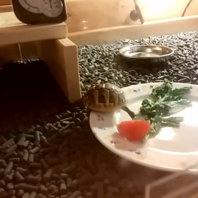 色々難しい  ねぇ～の画像