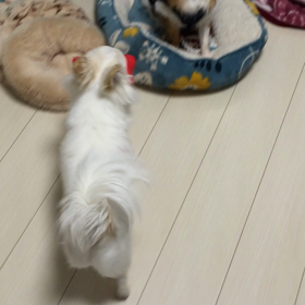 夫婦そろって風邪？の画像