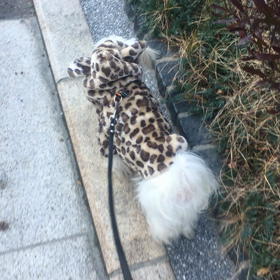 未確認生物withシェパードの画像