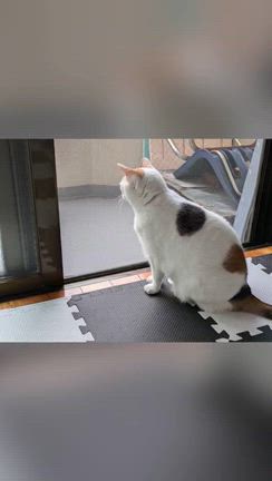 おはようさん。〜梅雨明け…かな？〜の記事動画