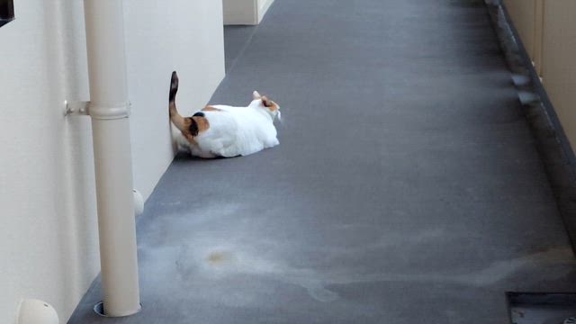 おはようさん。〜乗り越えた一週間〜の記事動画