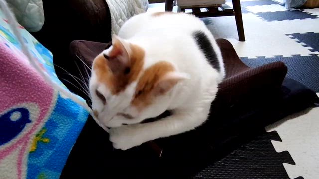 おはようさん。〜ベストパートナー〜の記事動画