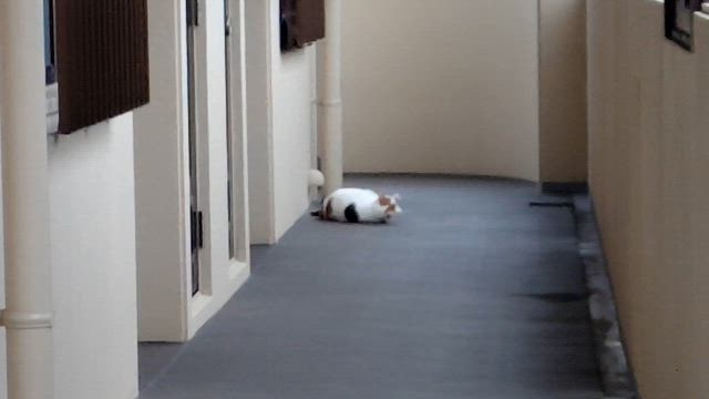 おはようさん。〜乗り越えた一週間〜の記事動画
