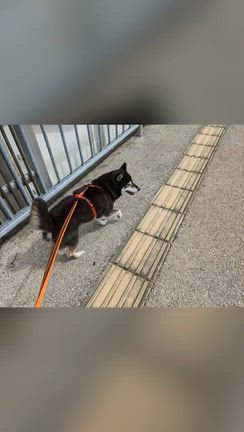 おはようさん。の記事動画