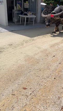 石垣島から竹富島！レンタサイクル！もうこれは想像していた通りの竹富島！の記事動画