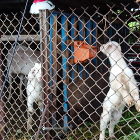 親ヤギが鳴くと子ヤギも鳴くのだの画像