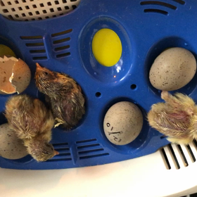 ヒメウズラ誕生♪の画像