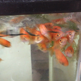 金魚たちの画像