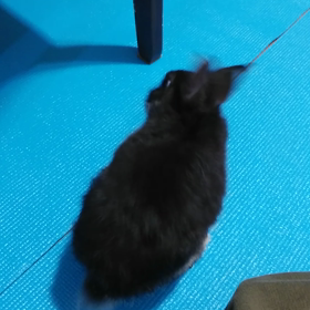 ほんにんなりのめいっぱいの画像