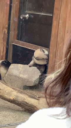 2024年　新アバター制作＆動物たちから元気をもらってきた。の記事動画