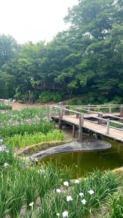 染谷花しょうぶ園の記事動画