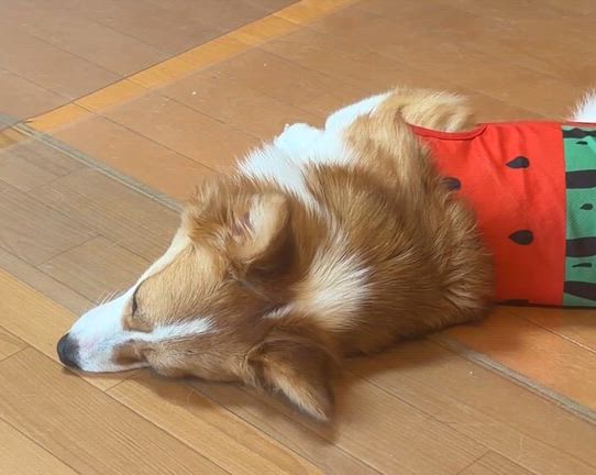 パンナ近影の記事動画