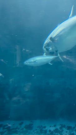 マグロを食べてマグロを見よう♪　その1の記事動画