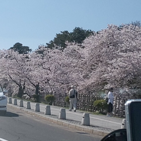 桜の画像