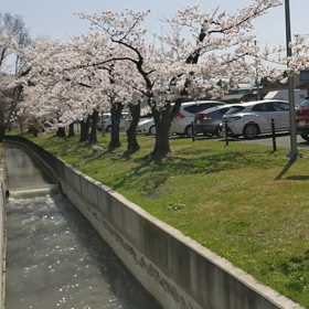 桜満開の画像