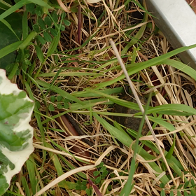 外出自粛要請下の屋上の楽しみ方の画像