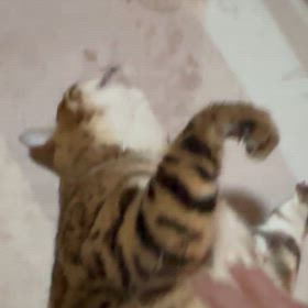 お久しゅうございますm(_ _)mの画像