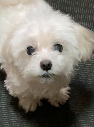 孫っちの試練( T_T)＼(^-^ )の記事動画