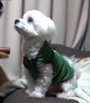 疲労〜(@_@)と癒し∩^ω^∩の記事動画