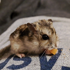 ウリちゃんの画像