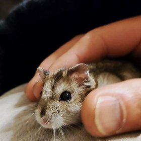 ウリちゃんの画像