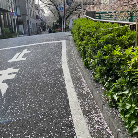目黒川の画像