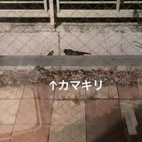 音量注意の画像