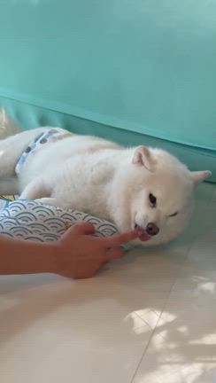 今週の記事動画