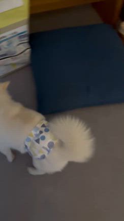 寝かせてくれの記事動画