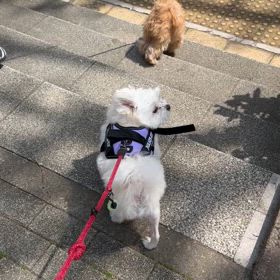 たんたんの画像