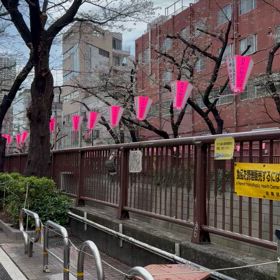 桜の画像