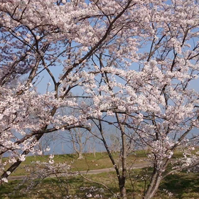 桜便り2022…3の画像