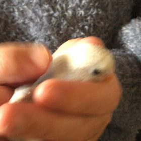 カキカキ大好きな可愛い子です(*^^*)の画像