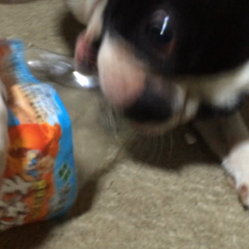 あばれぺっとぼとるの画像