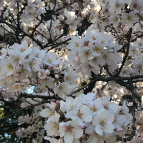 2020/04/09の画像
