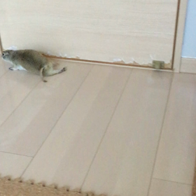 引きずり足の画像