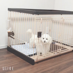 くまと犬の画像
